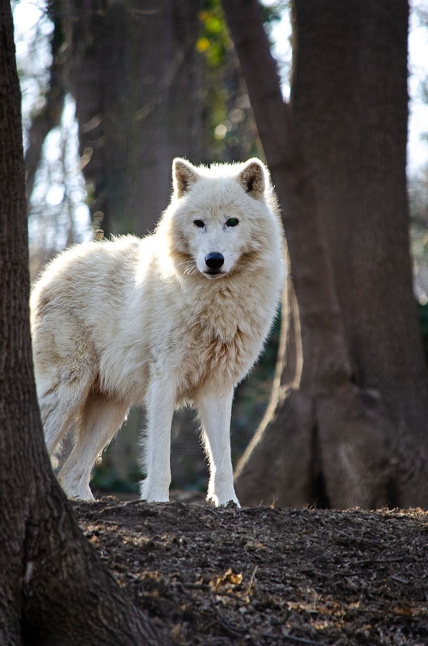 arctic wolf, white wolf, polar wolf, animal, wolf, predator, wildlife, nature, carnivore, canis lupus, forest, arctic wolf, white wolf, white wolf, wolf, wolf, wolf, wolf, wolf