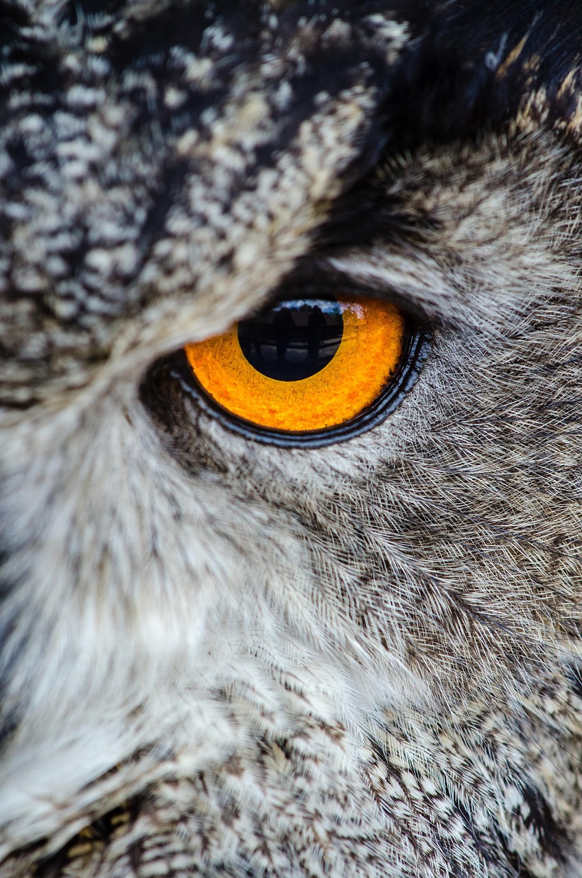 owl, eye, close up, owl's eye, feathers, gray owl, raptor, nature, bird of prey, animal, bird, wildlife, portrait