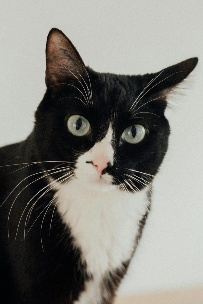 A close-up of a tuxedo cat with striking whiskers and bright eyes.
