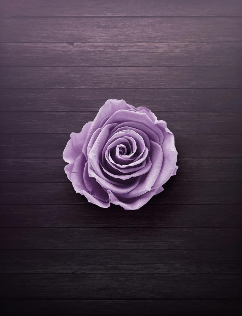 A beautiful light purple rose centered on a dark wooden background, perfect for floral design.
